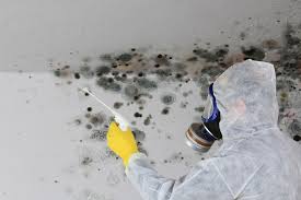 Why You Should Choose Our Mold Remediation Services in Throop, PA